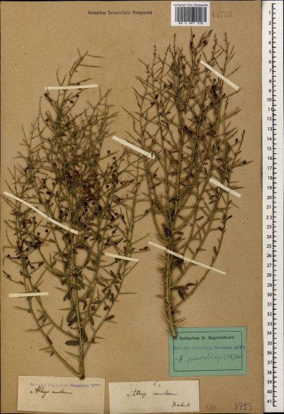 Верблюжья колючка обыкновенная