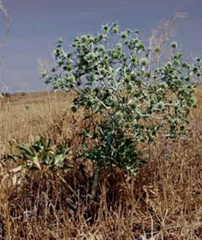 Растения пустыни верблюжья колючка