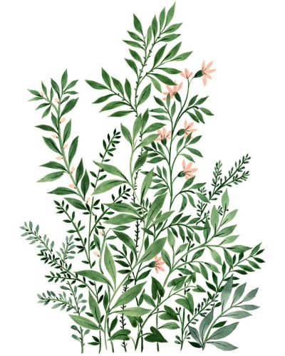 Plants illustration