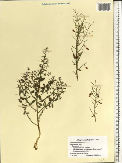 Верблюжья колючка обыкновенная – Alhagi pseudalhagi.