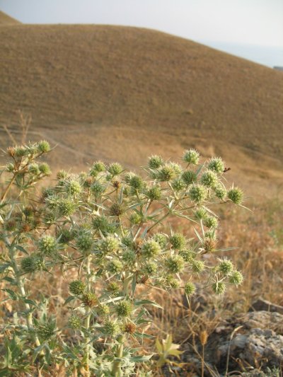 Верблюжья колючка обыкновенная