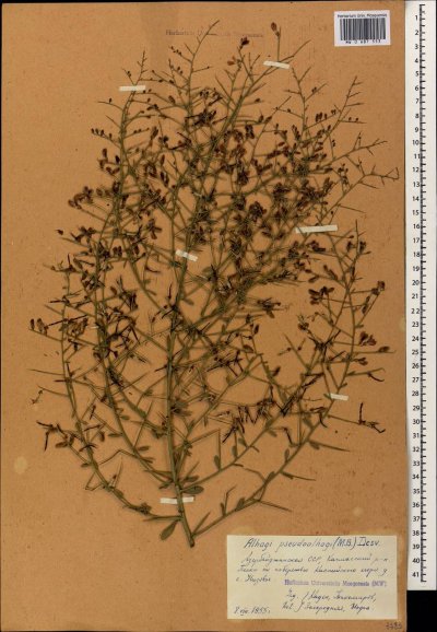 Верблюжья колючка в Астрахани