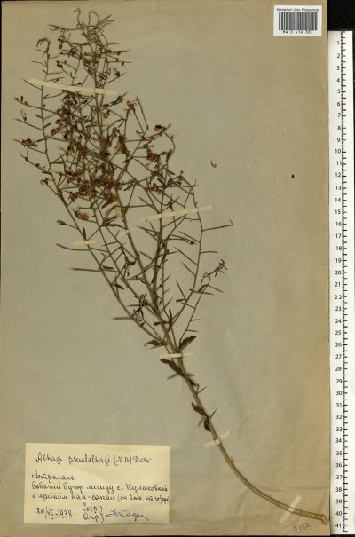 Верблюжья колючка обыкновенная – Alhagi pseudalhagi.