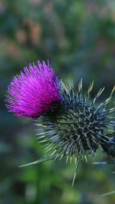 Чертополох