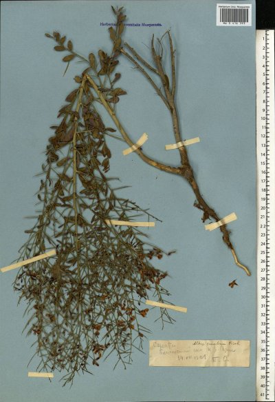 Янтак верблюжья колючка