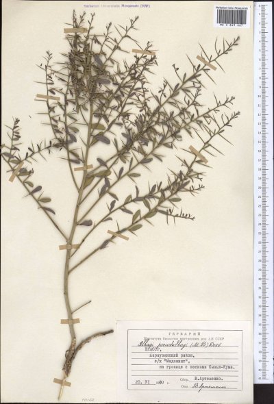 Янтак верблюжья колючка