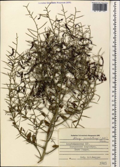 Верблюжья колючка обыкновенная