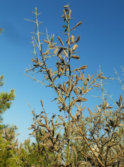 Верблюжья колючка обыкновенная