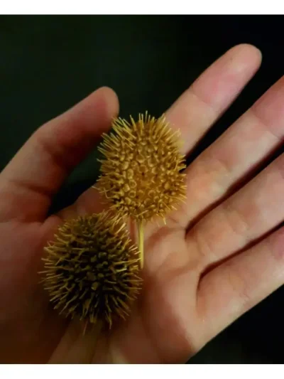 Колючка бурнаки