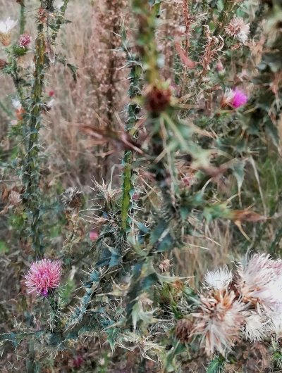 Растения пустыни верблюжья колючка