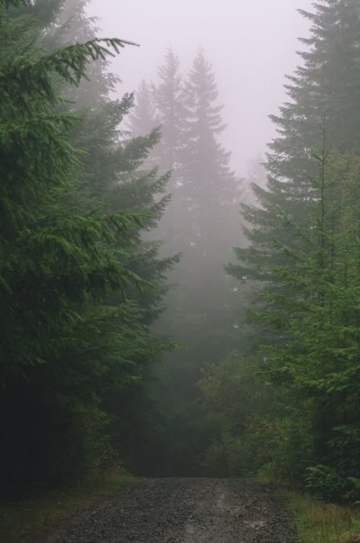 Дождь в лесу