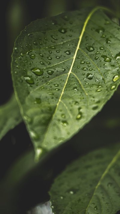 Капли на листьях