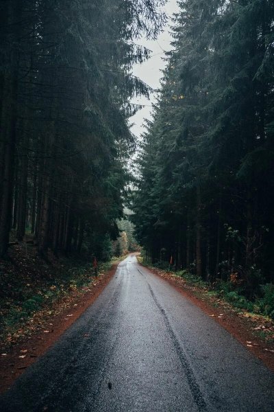 Дорога в лесу