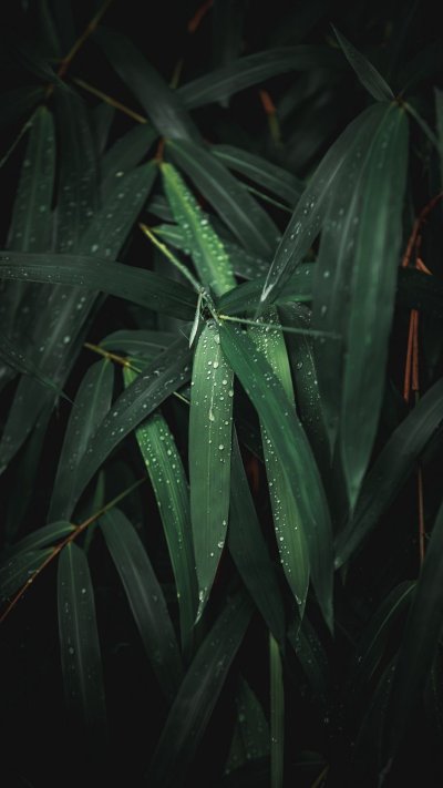 Заставка на телефон мокрая трава