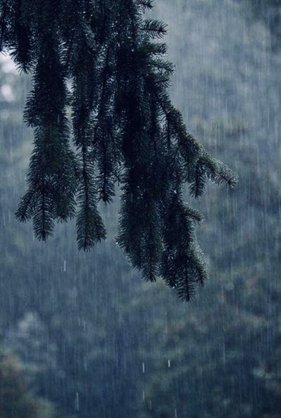 Дождливый лес