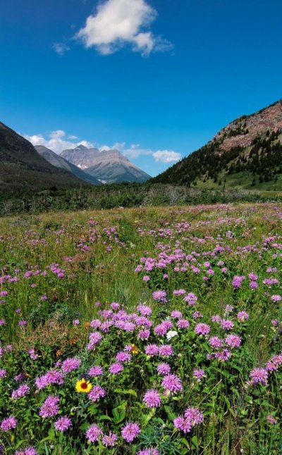 Фиолетовые цветы в горах
