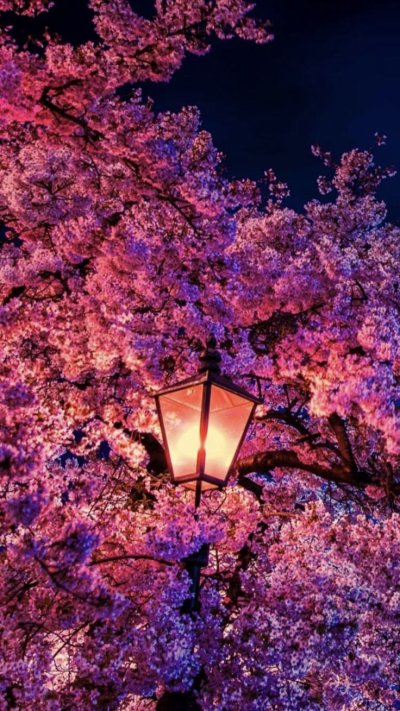 Черри блоссом