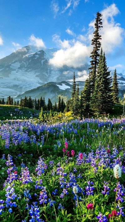 Цветочная Поляна