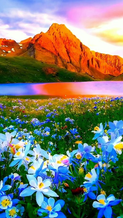 Цветочное поле