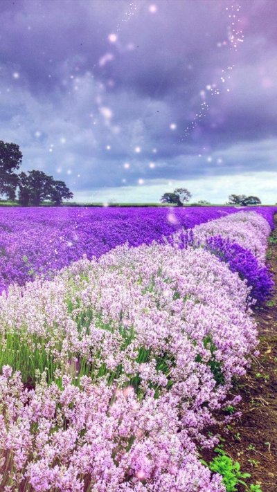 Лавандовое поле