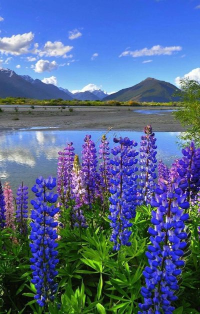 Люпины в новой Зеландии