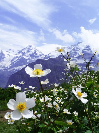 Ромашки в Альпах весной