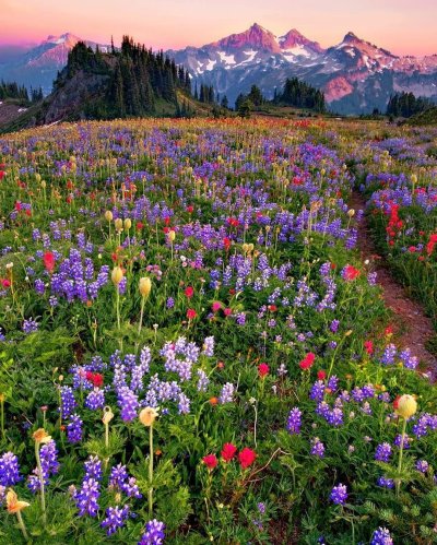 Альпийские Луга Алтая