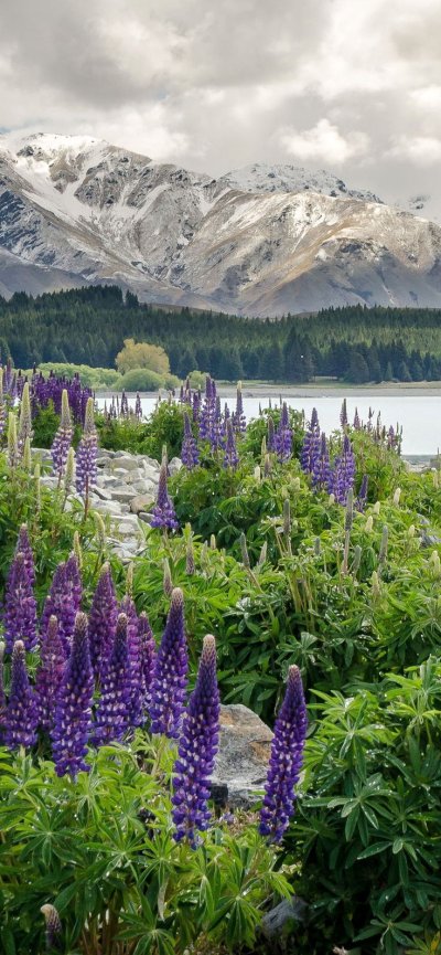 Люпины в новой Зеландии