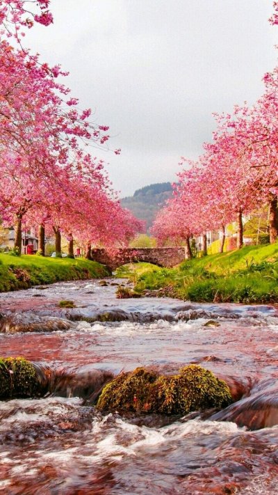 Хонор Сакура