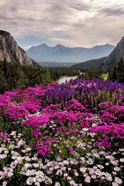 Цветущие Долины