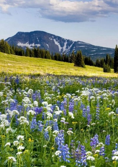 Природа Луга