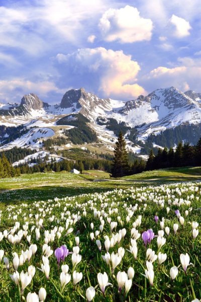 Альпы Швейцария