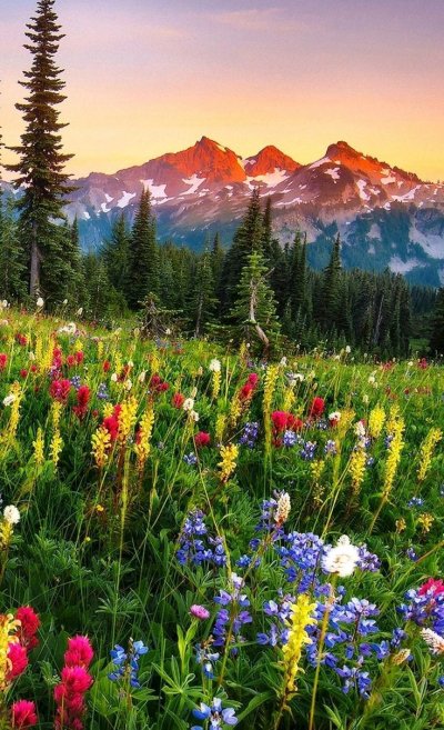 Луга Алтая горный Алтай