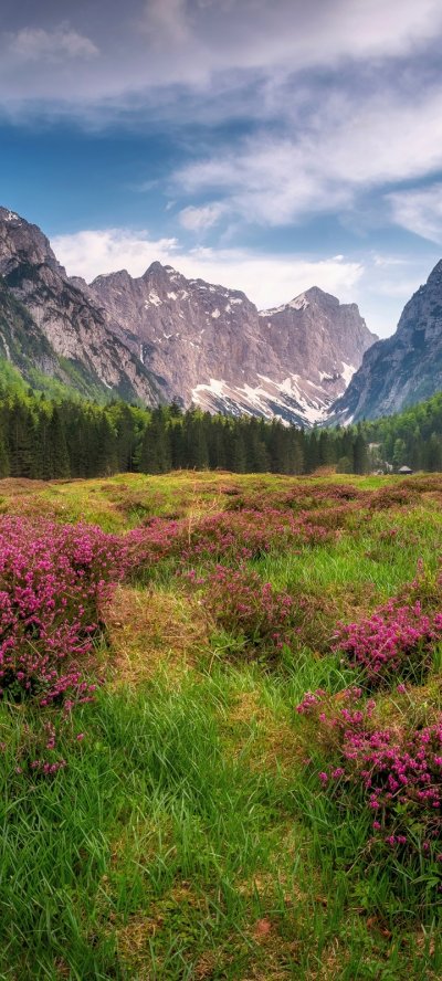 Цветы в горах