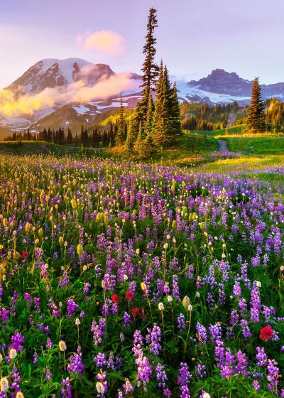 Полевые цветы в горах