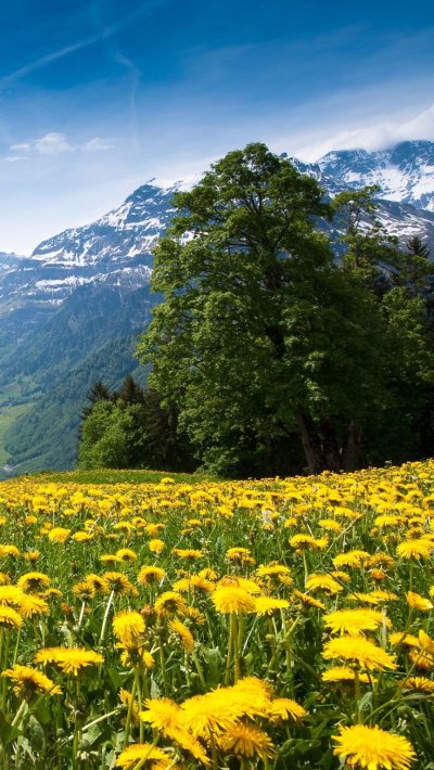 Альпийская природа красивая