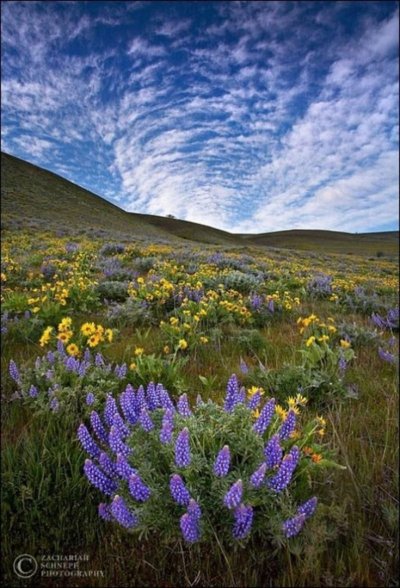 Прерия растения