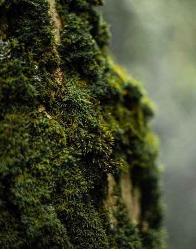 Мох Макросъемка