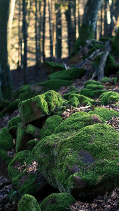 Кэрсивин Ирландия лес