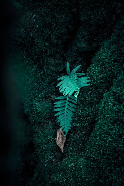 Мох зелёный