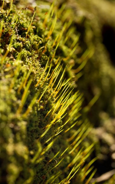 Мох Макросъемка