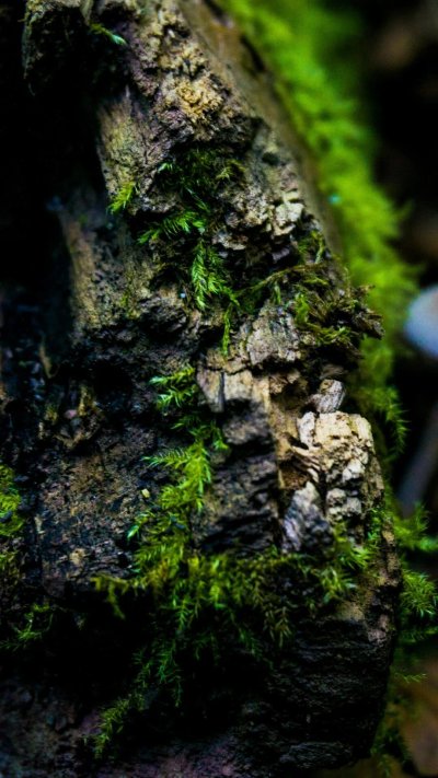 Болотный мох