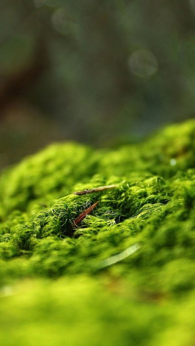 Мох Катаринея