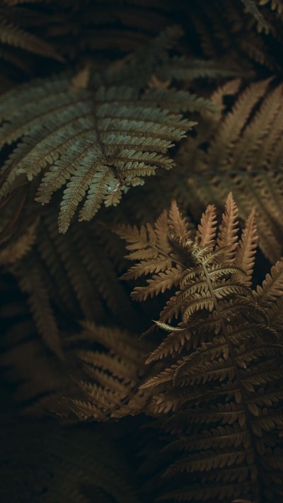 Папоротник Щитовник лист макро