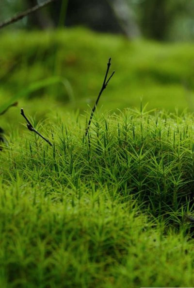 Красивый мох