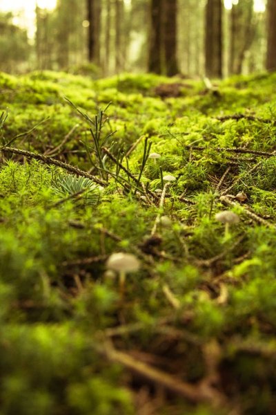 Лесной цвет