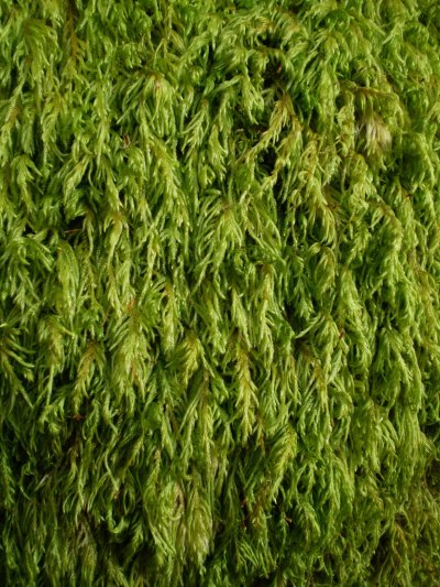 Мох фактура