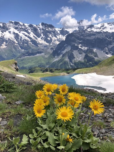 Альпийские цветы