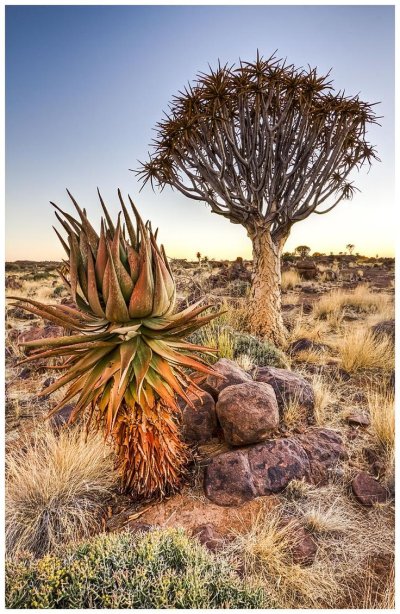 Суккуленты Африки