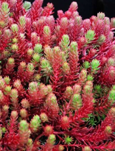 Седум Red Cauli